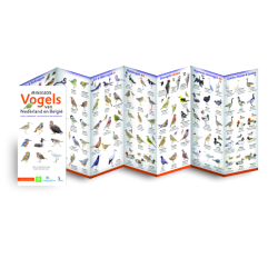 Minigids Vogels van Nederland en België