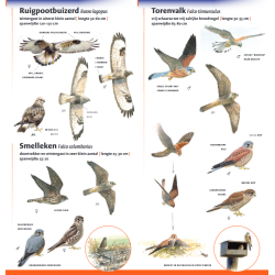 Minigids Roofvogels van Nederland en België