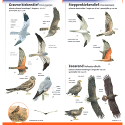Minigids Roofvogels van Nederland en België
