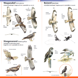Minigids Roofvogels van Nederland en België